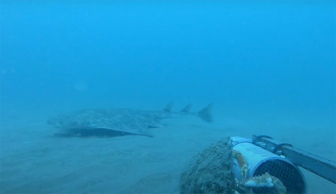 angel shark footage