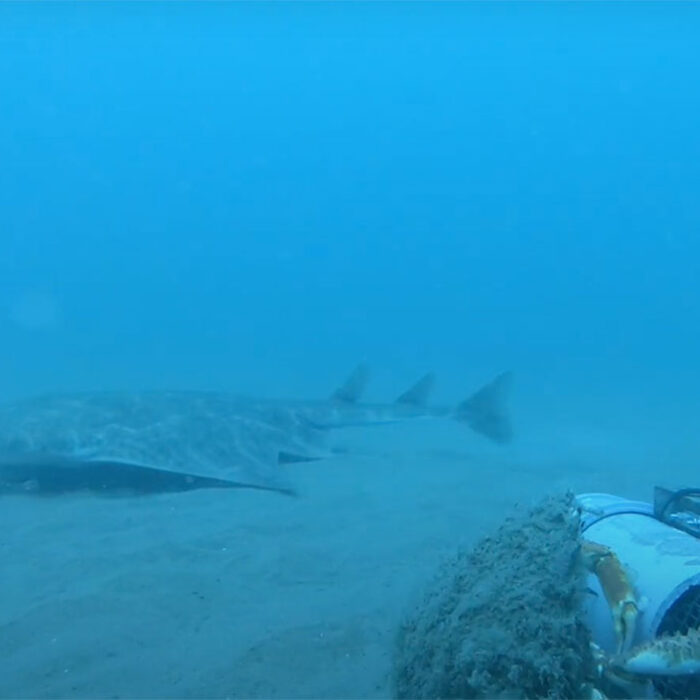 angel shark footage