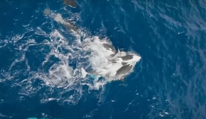 Orcas hunting blue whale