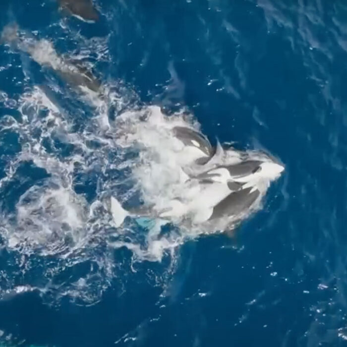 Orcas hunting blue whale