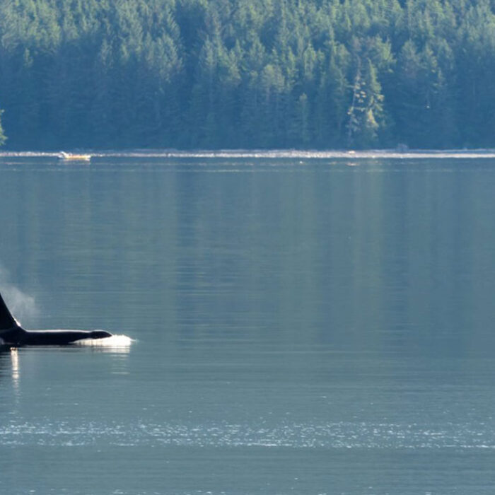 northern resident killer whale