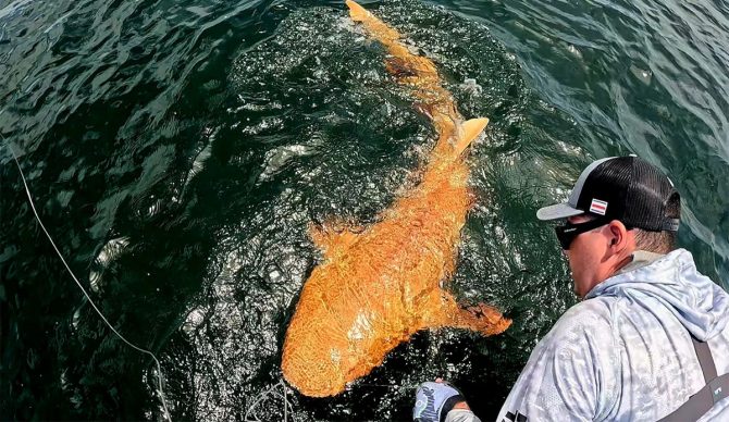 Orange nurse shark