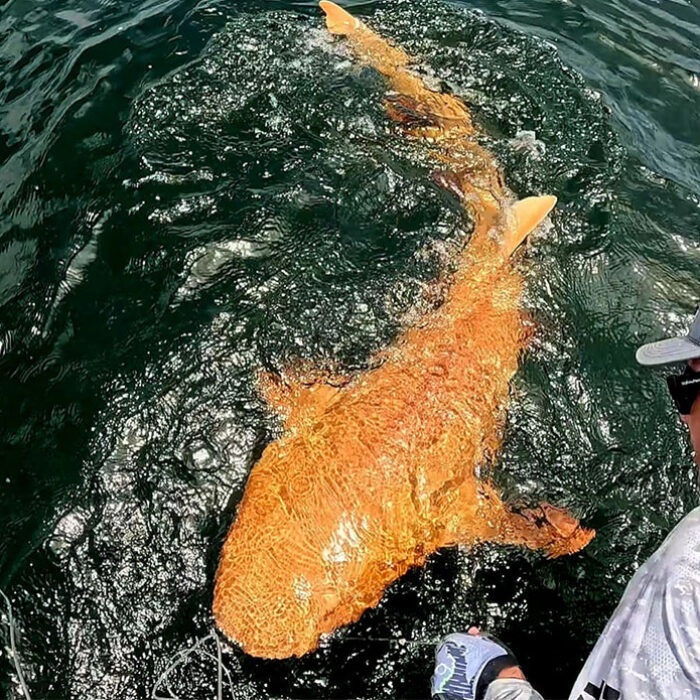 Orange nurse shark