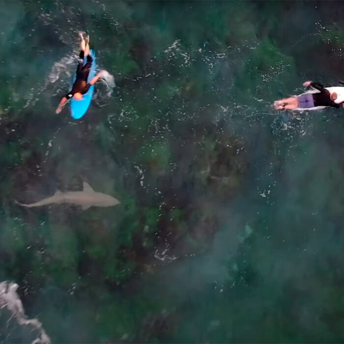 Drone Captures Footage of People's Reactions When They Notice Sharks In the Ocean