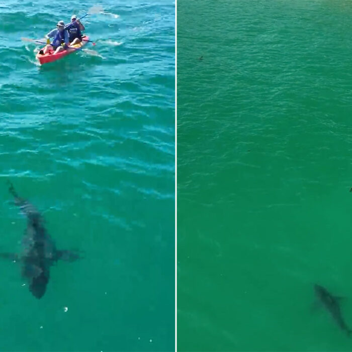July Great white sharks Southern California