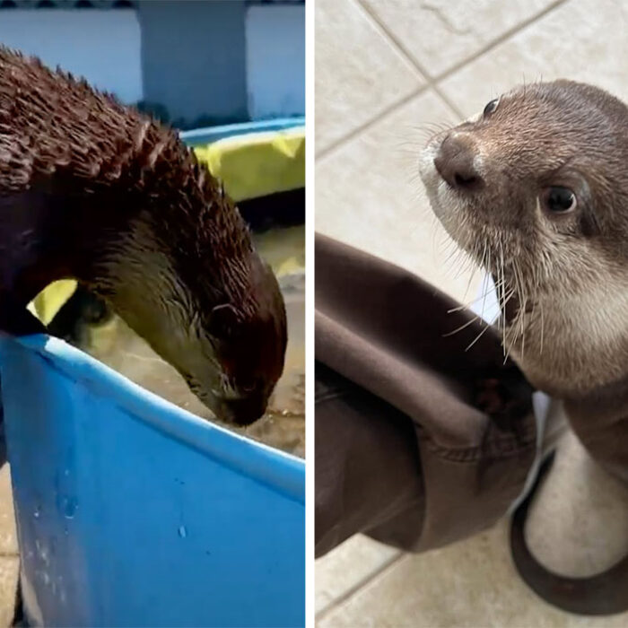 Splash the otter