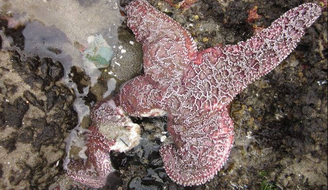 Sea star wasting disease