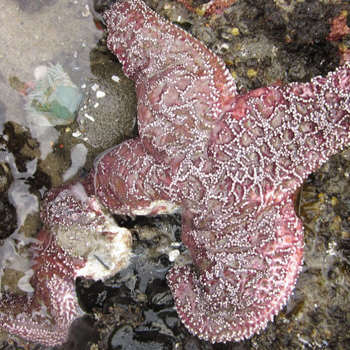 Sea star wasting disease