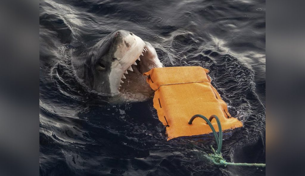 Snapshot of Australian Researchers Test Bite Resistant Wetsuit Materials Against