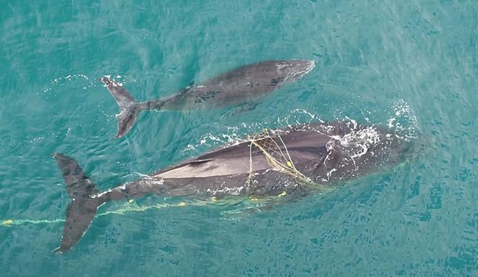 Photo: Sea Shepherd Australia // Facebook