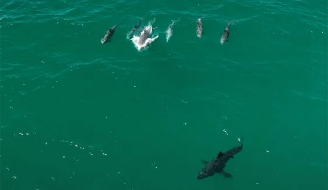 Dolphins chasing a great white shark in Southern California