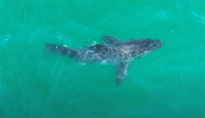 great white shark missing half of its tail fin