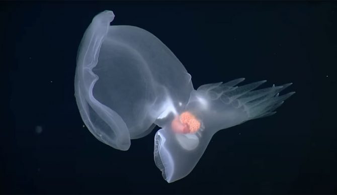 Mystery mollusc swimming in the deep sea