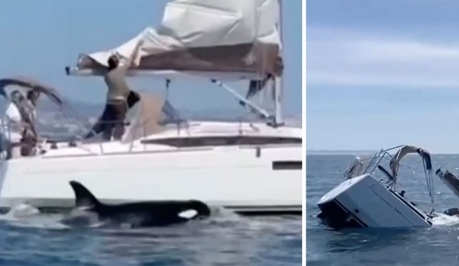 orcas attacking sailboat off Portugal