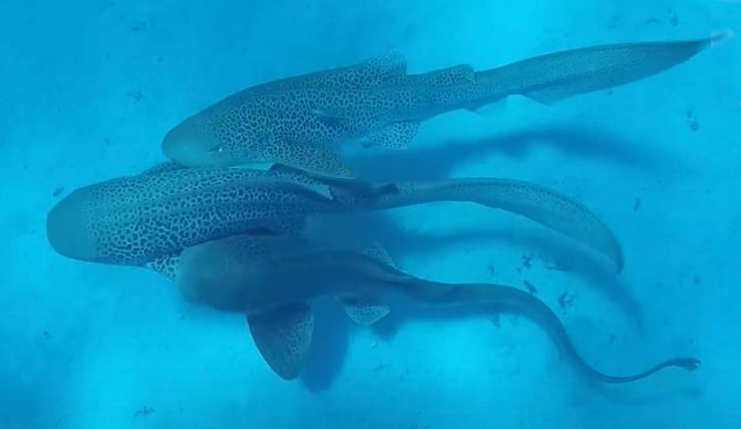 three leopard sharks mating