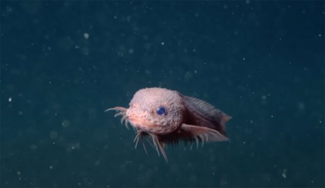 snailfish
