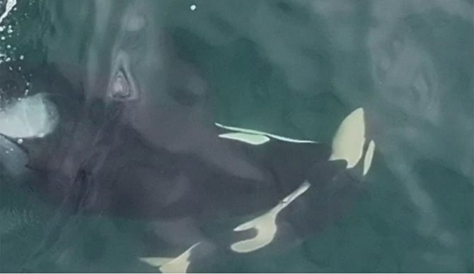 Orca mother pushing dead calf