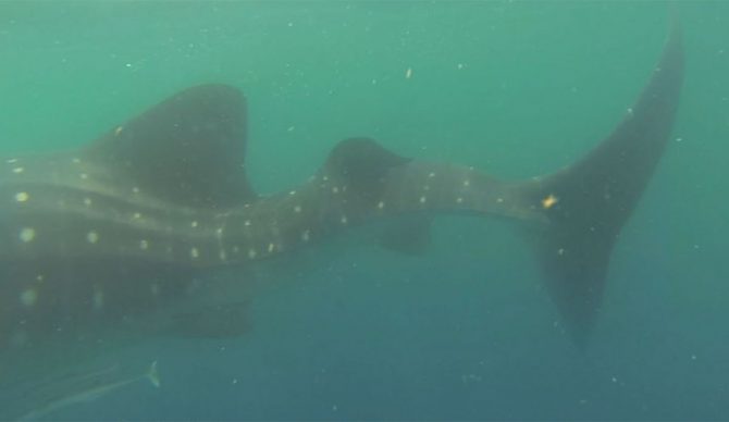 whale shark swimming with scoliosis