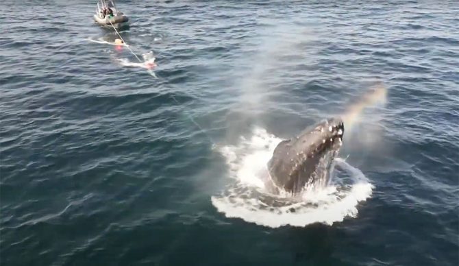 Humpback whale Fader being freed from fishing gear entanglement