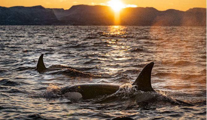 forever chemicals found in killer whale blubber in the Arctic