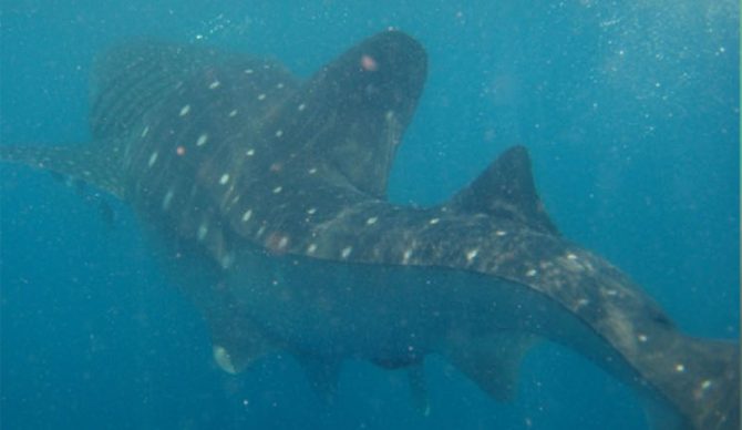 whale shark with spinal deformity