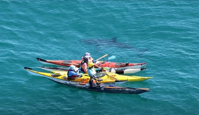 great white shark circling kayakers in Australia