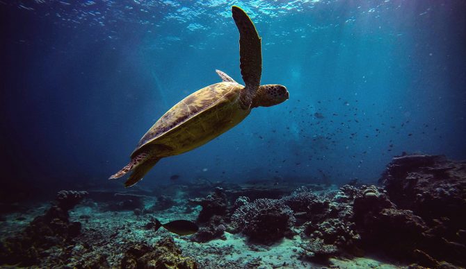 Green Sea Turtles No Longer Considered Endangered in Conservation Milestone