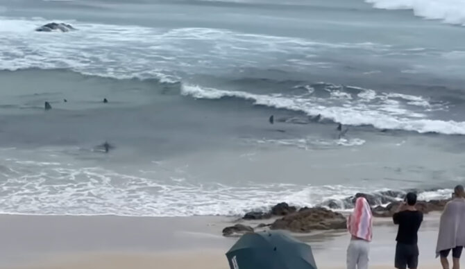 Shark Feeding frenzy at Snapper Rocks.