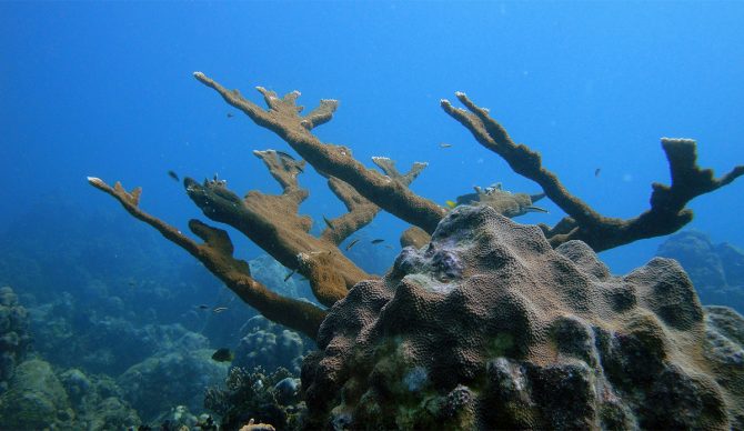 Photo: Karl Callwood // Unsplash