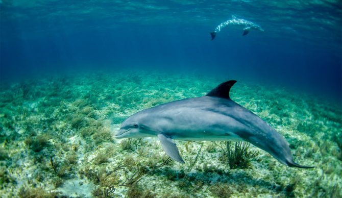 dolphins swimming in the ocean