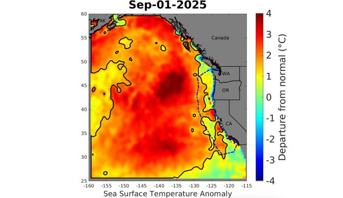 The blob off the United States west coast