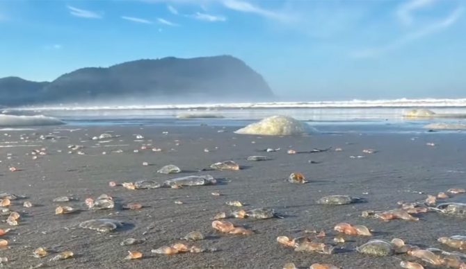 Sea cucumbers on the beach in Seaside, Oregon