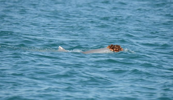 humpback dolphin with sea sponge on its head