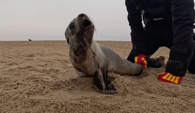 baby seal with fishing hook in its mouth in Namibia