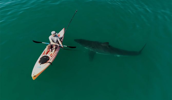Great white shark swimming close to a kayaker