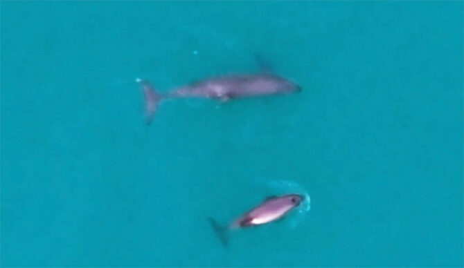 Vaquita Frida and her new calf swimming off the coast of Mexico