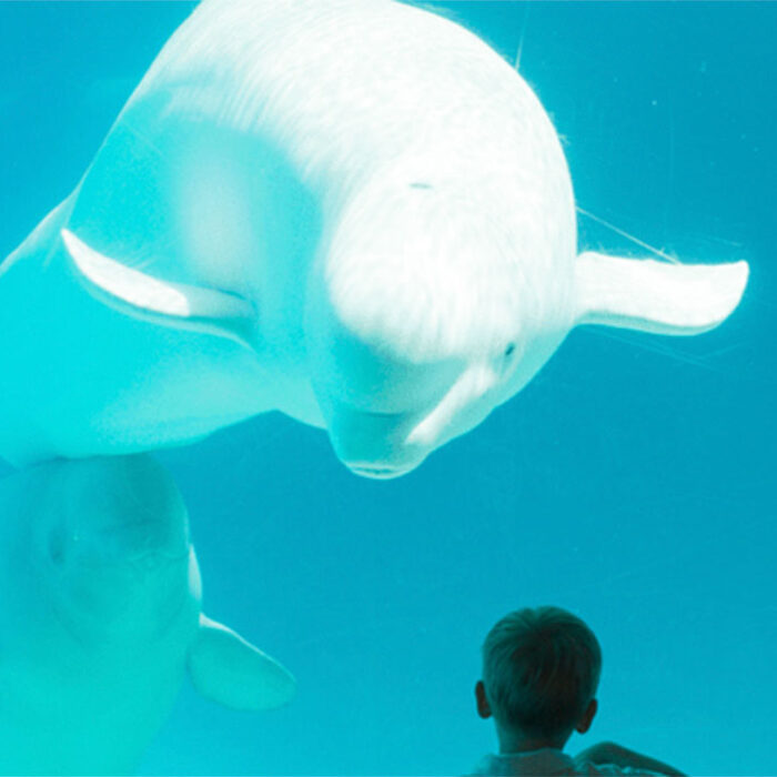 Beluga whale at Canada's Marineland looking at two kids.