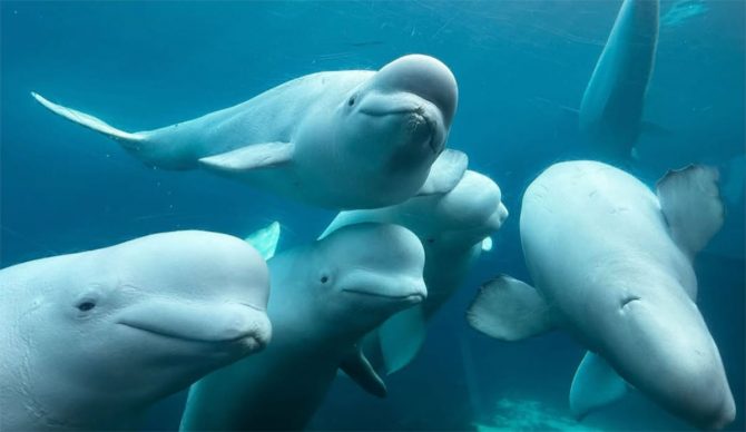 Beluga whales swimming at Marineland