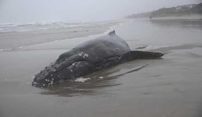 Photo: Discovering Depoe Bay Oregon // Facebook