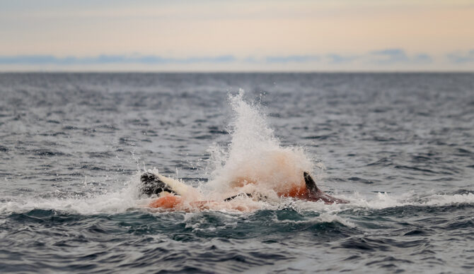 Photo: Krisztina Balotay // Orca Channel