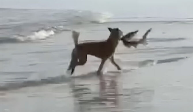 dingo pulling whaler shark from the surf