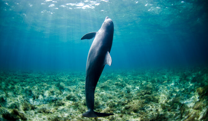 An AI Executive on Why He Thinks the Technology Can Save the Environment, Not Destroy It