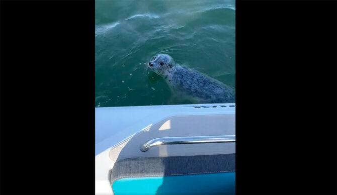 Seal Jumps Into Photographer's Boat to Escape Orca Hunt