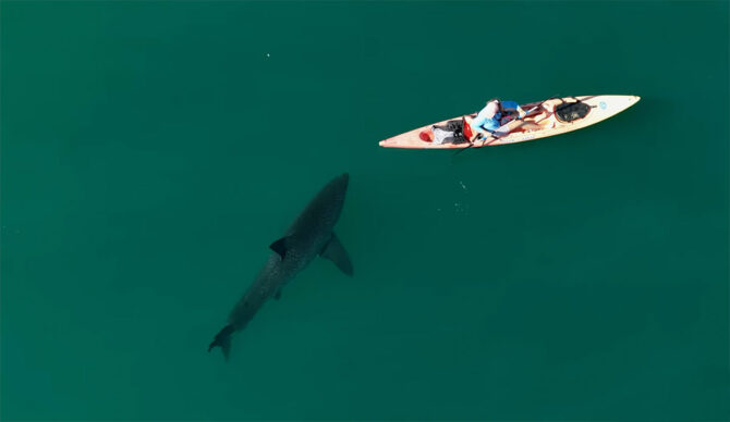 Great white shark following kayaker