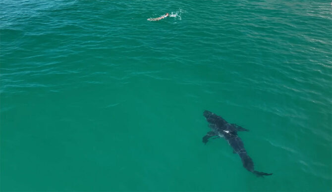 jaws soundtrack as shark swims up to a girl