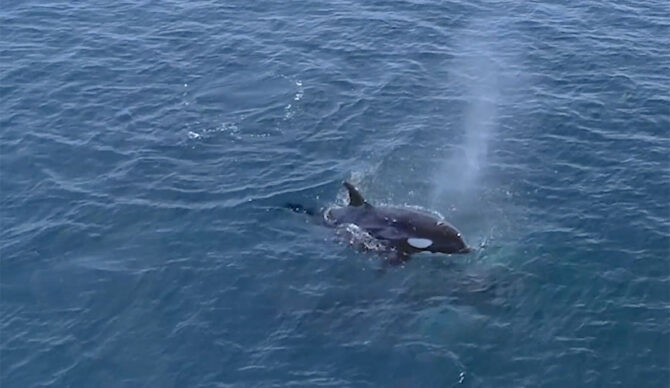 Orcas ramming great white shark for its liver