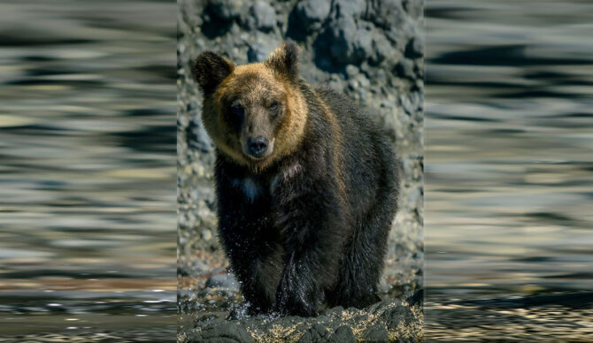 A Deceased Hiker’s Smartwatch Helped Authorities Piece Together a Bear Attack
