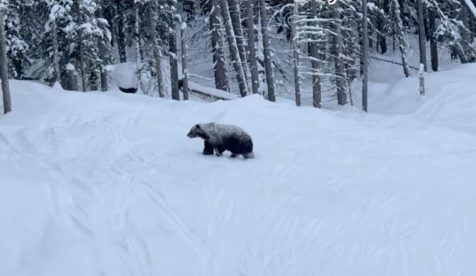 Photo: Allison Larouche // Instagram