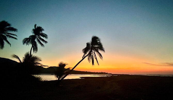 Palm tree at dawn during a surf trip in Mexico