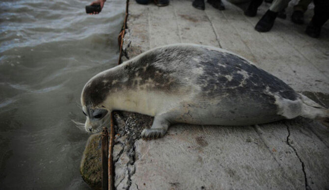 caspian seal lying on a concrete jetty in Russia